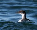 Pigeon Guillemot
